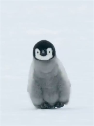 Discover the Lives of Penguins in Dynasties Documentary