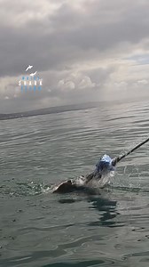 Great White Shark Explodes Through The Surface Before Sinking Below The Waves | White Shark Ocean