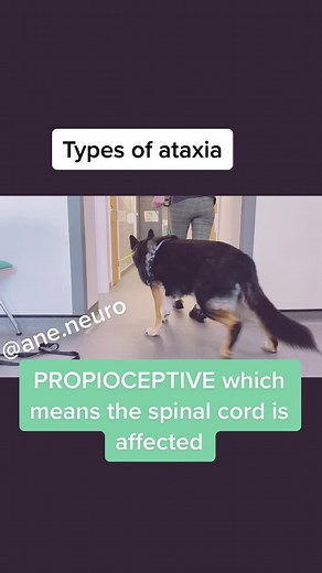 TikTok - Make Your Day