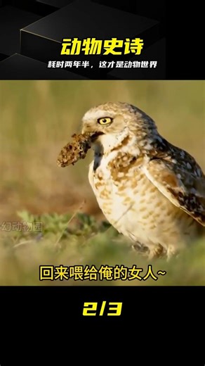 耗時兩年半制作，40分鐘極致體驗，這真是絕世動物史詩 #动物世界 #纪录片 #自然奇观 #野外实录 #视听盛宴