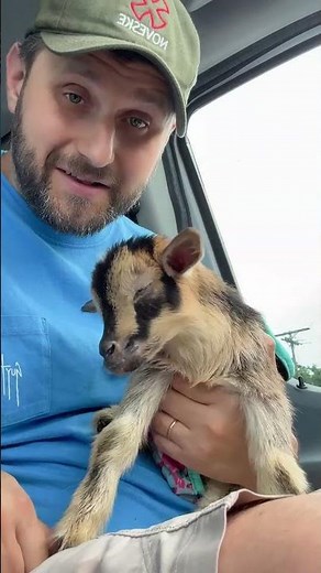 Live highlight Nigerian dwarf goat, has bloat #goat #goatfarm #goatfarming #goats