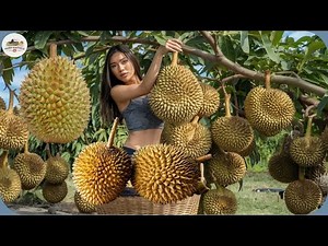 How Thai Farmers Harvest Millions of Durians Every Year - Durian Processing