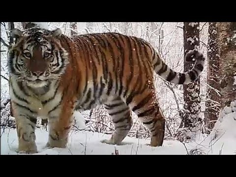Ussuri Taiga Babies: Amur Tiger and Leopard Cubs Explore Their World #29