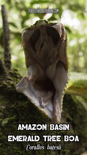 1.4M views · 14K reactions |  Amazon Basin Emerald Tree  Boa Opens Mouth to Show Massive Teeth!  #snake #nature #animals | Robert Wedderburn Productions | Facebook