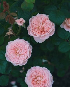 1.1K reactions · 166 shares | Featured here by Steve, our Head Gardener, is the stunning ‘Queen of Sweden’ at our Rose Gardens in Albrighton. The exquisite little buds open to half-enclosed cups, eventually becoming wide, shallow and upward-facing, with a pleasing formality. If there is anything in particular you’d like to recommend us to highlight in our next video, please do let us know below. | David Austin Roses | Facebook