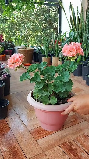 7.4K views · 201 reactions | Geraniums so popular because of their pretty blooms, lovely fragrances, and culinary uses, scented geraniums are a wonderful addition to herb gardens, borders, window boxes, and hanging baskets. Some can even be used as ground cover. | Flower lovers | Facebook