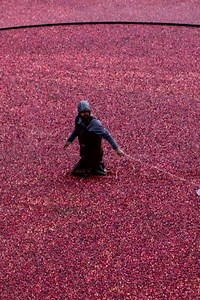 B.C. is the second-largest producer of cranberries in Canada, and October is peak harvest season. This is how cranberries are harvested. | CBC Vancouver