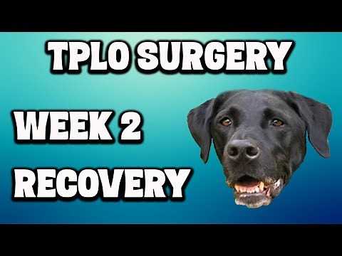 TPLO Surgery - Week 2 Recovery