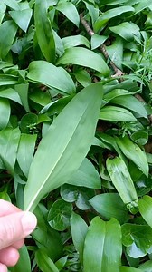 27K views · 530 reactions | U šumi medvjeđeg luka (Allium ursinum) | Čarobna Priroda | Facebook