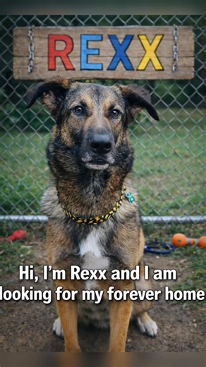 Scout's Honor Rescue on Instagram: "Meet Rexx🦖 — the boy who will absolutely steal your heart! Rexx is truly AMAZING✨. This handsome, sweet, funny boy came to us as part of a cruelty seizure after having been adopted from a local kill shelter as a puppy. His owners decided to move and leave him in the yard with nothing.😔 Somehow, despite everything he has been through, Rexx held onto his bright spirit, his sweetness, and his joy🥰. He is truly one of the coolest, kindest dogs you will ever mee