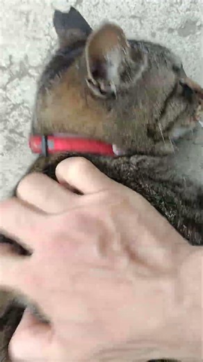 わしゃわしゃちび