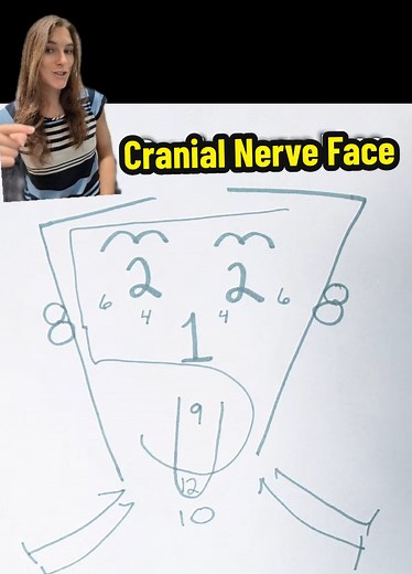 Draw out this cranial nerve face to remember the 12 cranial nerves and some of their functions! #anatomy #anatomyandphysiology #stem #edutok #studytok