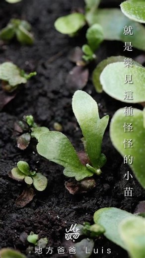 就是樂見這種怪怪的小芽🤣#鹿角蕨 #platycerium #孢子苗 #sporeling #小屁芽