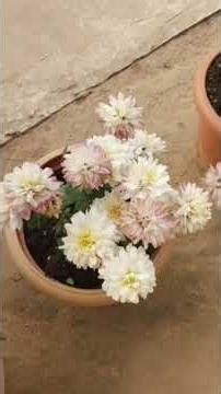 Rose Plants In Our Garden #rose #garden #shorts