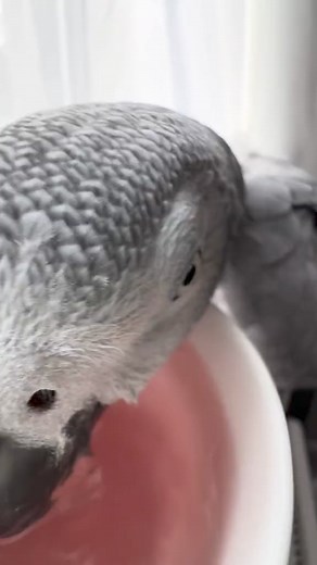 7.1K views · 216 reactions | Jack wanted to give you some quick ASMR and told me to tell you that it’s parrot hormone season and she’s having a horrible time  #asmr #parrots #birds #africangreyparrot | FartBirb | Facebook