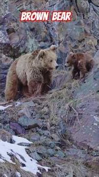 Inside the Life of a Brown Bear | Habitat, Diet & Behavior #animalkingdom #trending