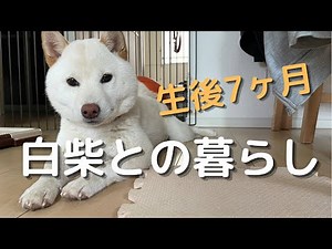「白柴との暮らし」ウザいけど幸せです