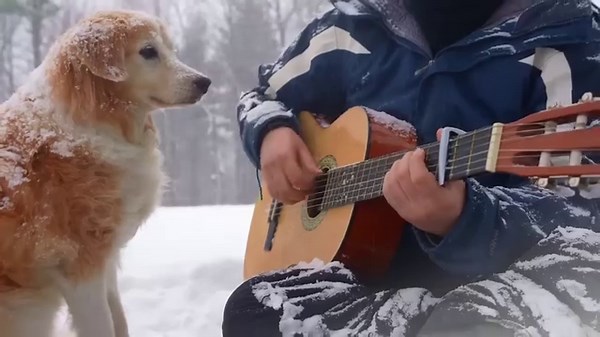 Une cover trop mignonne à ne pas rater 🐶 Credit : AcousticTrench sur YouTube #myguitare #guitare #guitariste #cover #coldplay #cutedogs #guitarcover | MyGuitare