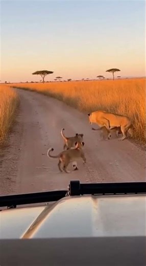 Lion Cubs Playing on Safari Road | Cute Wildlife Moment