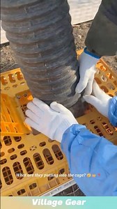 Rabbit farming is profitable, fits home or farm scale, with fast breeding and short growth cycles.