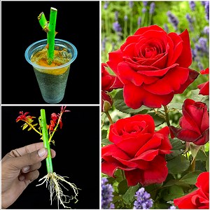 Unique way to grow rose plant from stem || The best method for home gardening | DIY IndoorGarden