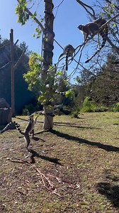 Wheeeeeeeee! Our Ring-tailed Lemur troop playing on their island home, captured on World Lemur Day last week! Thanks to Keeper Kat for the awesome behind the scenes 📹 | Taronga Western Plains Zoo