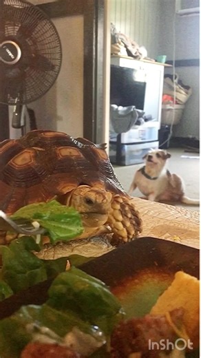 Sharing is caring… #tortoise #turtle #sulcata #reptile #sulcatatortoise