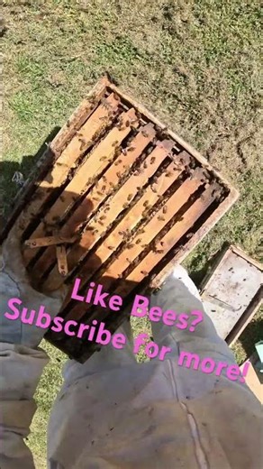 Why I Had to Sacrifice One Hive to Save Another - Beekeeping