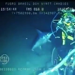 WATCH: The terrifying moment a man is stabbed by a swordfish