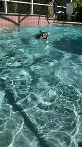 Things to know before getting a husky pt 4 #foryoupage #fyp #huskiesoftiktok #dogsoftiktok #huskies #dogs | Blue The Husky