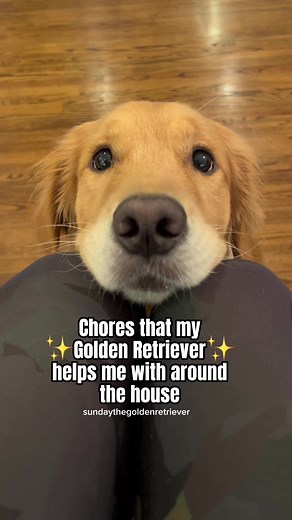 Funny Golden Retriever Videos Compilation