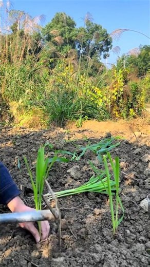 Planting Pearl millet plants Tutorial #farming #shorts