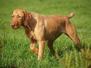 Wirehaired Vizsla Info, Temperament, Puppies, Pictures