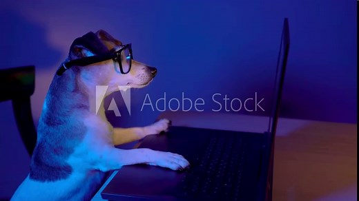 Smart dog with glasses and computer attentively following the screen of computer. Video footage. Dog with computer working at night