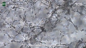 载细胞GelMA水凝胶裂解过程