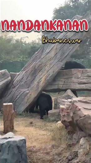NANDANKANAN zoo #shorts #shortsfeed #zoo #odisha #bhubaneswar #bear #cuttack