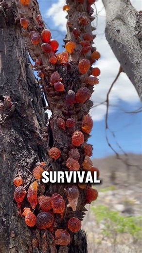 A tree that heals itself.