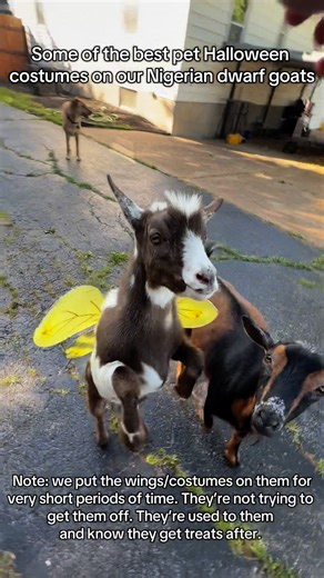 636K views · 14K reactions | Some of the best pet Halloween costumes on our Nigerian dwarf goats! Note: we put the wings/costumes on them for very short periods of time. They’re not trying to get them off. They’re used to them and know they get treats after. #halloweencostume #goats #pets #halloween | Skeletons on Kerth Road | Facebook