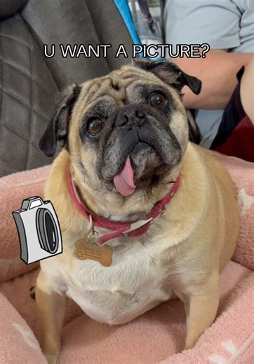 POV: When your pug hears “you want a picture or let me pose for you now” and immediately chooses ✨MODEL MODE✨ 📸🐶 Every picture proves pugs were born dramatic, photogenic, and completely aware of the camera. If you love pug content, funny dog pictures, and viral TikTok trends — this one’s for you. Watch till the end for the best pose 😂 #pugtok @Sodapop #funnydogs #pettok #tiktoktrend #CapCut