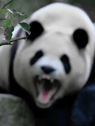 Understanding Pandas: From Carnivores to Extinction
