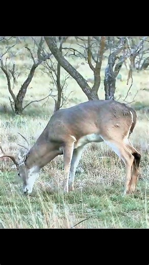 Perfect Shot on a Massive Deer | Hunting Vlog #deerhunting #deerseason #bucks