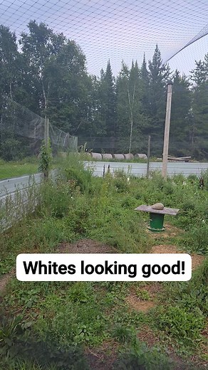 #gamebirdbreeders #flightpen #pheasant #ringneck | Up North Exotic Birds