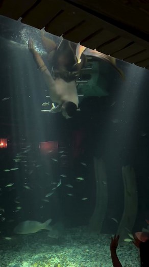 🧜🏼‍♂️ Mermen love to see Guppy Humans 🐠 🌊Working with @Mermaids Make Waves is always amazing! Seeing how they revolutionize the industry and just make history every step they take is so incredible to witness. They are Trail Blazers through and through!🔥 Tail & Bracers: @Mertailor Belt: @Merman Icarus Video: @Emily Alexandra Cosmetics #merman #mermaid #merfolk #mer #merpeople #mermaidsmakewaves #aquatarium #canada #viral #gay #mertailor #tank #aquarium #fish