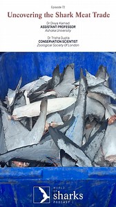 1.7K views · 16 reactions | The shark meat trade is a multi-billion...