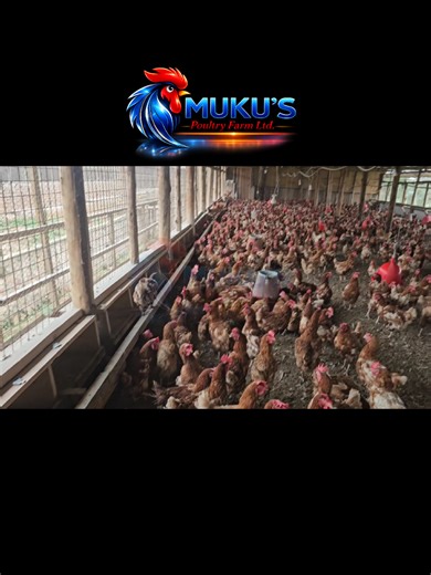 Discover Profitable Poultry Farming Techniques