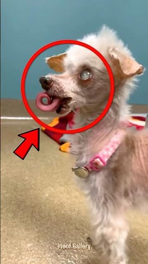 Top 5 Oldest Dog Breeds That Still Exist Today