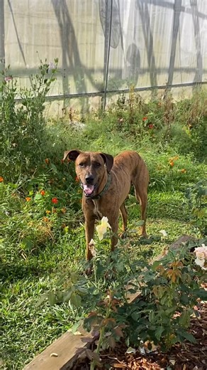 3.3K views · 45 reactions | That storm yesterday was an absolute belter - watching the wind and hail come past horizontally was an extraordinary sight to see. We hope everyone else has faired okay and we’ll be back up and running soon! Hopefully some fairer weather ahead爛 Thanks for the support as always! Matt, George and Ola ✨ | Neighbourhood Farm | Facebook