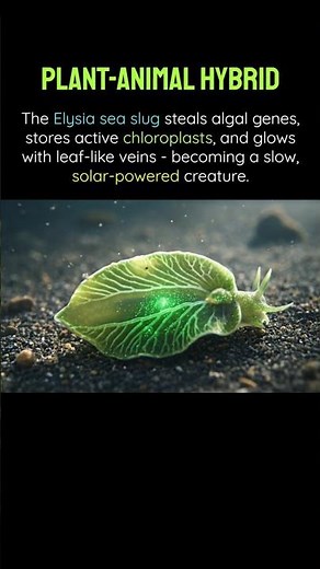 Nature's LIVING Solar Panel Secret