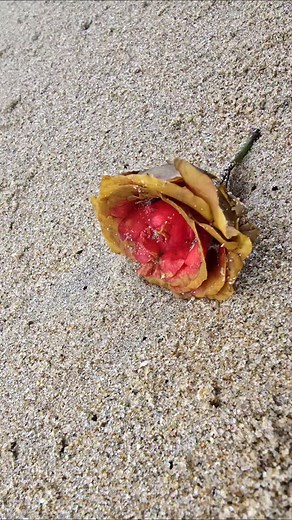 1.9K views · 119 reactions | A change of perspective But it's still cake by the ocean  Good weekend folks!  #keepyourlifesunnysideup | Anu Hasan | Facebook