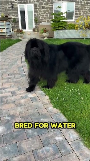 Newfoundland Dogs: The Gentle Giants | 4 Ever Videos